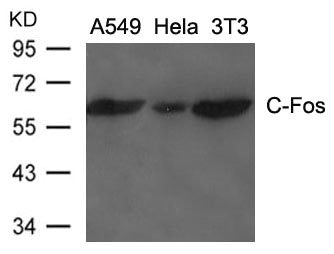 Western blot analysis of extracts from A549, Hela and 3T3 cells using C-Fos Antibody.