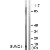 Western blot analysis of extracts from 293 cells, using Sumo1 antibody.