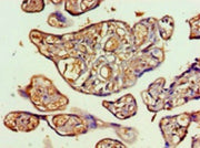 Immunohistochemistry of paraffin-embedded human placenta tissue using CSB-PA04275A0Rb at dilution of 1:100