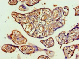 Immunohistochemistry of paraffin-embedded human placenta tissue using CSB-PA04275A0Rb at dilution of 1:100
