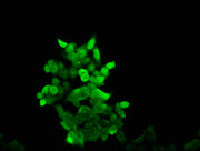 Immunofluorescence staining of 293 cells with CSB-PA04299A0Rb at 1:166, counter-stained with DAPI. The cells were fixed in 4% formaldehyde, permeabilized using 0.2% Triton X-100 and blocked in 10% normal Goat Serum. The cells were then incubated w...