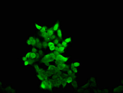 Immunofluorescence staining of 293 cells with CSB-PA04299A0Rb at 1:166, counter-stained with DAPI. The cells were fixed in 4% formaldehyde, permeabilized using 0.2% Triton X-100 and blocked in 10% normal Goat Serum. The cells were then incubated w...