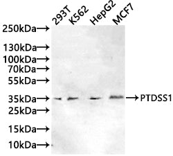 Western Blot Positive WB detected in: 293T whole cell lysate(20µg), K562 whole cell lysate(20µg), HepG2 whole cell lysate(20µg), MCF7 whole cell lysate(20µg All lanes: PTDSS1 antibody at 1:1000 Secondary Goat polyclonal to rabbit IgG at 1/20000 di...