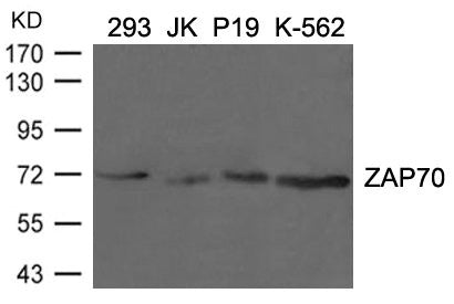 Western blot analysis of extracts from 293, JK, p19 and K-562 cells using ZAP70(Ab-292) Antibody.