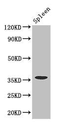Western Blot Positive WB detected in: Mouse spleen tissue All lanes: FCGR2A antibody at 3.4ug/ml Secondary Goat polyclonal to rabbit IgG at 1/50000 dilution Predicted band size: 36, 35 kDa Observed band size: 36 kDa
