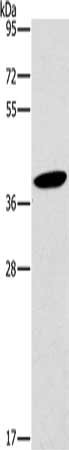 Gel: 8%SDS-PAGE, Lysate: 40 ug, Lane: RAW264.7 cells, Primary antibody: CSB-PA044760(HOXB4 Antibody) at dilution 1/325, Secondary antibody: Goat anti rabbit IgG at 1/8000 dilution, Exposure time: 1 minute