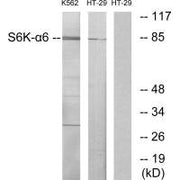 Western blot analysis of extracts from K562 cells and HT-29 cells, using S6K-α6 antibody.