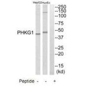 Western blot analysis of extracts from HuvEc cells and HepG2 cells, using PHKG1 antibody.