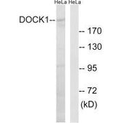 Western blot analysis of extracts from HeLa cells, using DOCK1 antibody.