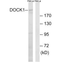 Western blot analysis of extracts from HeLa cells, using DOCK1 antibody.