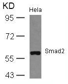 Western blot analysis of extracts from Hela cells using Smad2(Ab-467) Antibody.