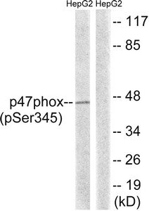 Western blot analysis of extracts from HepG2 cells treated with TNF using p47 phox (Phospho-Ser345) Antibody.The lane on the right is treated with the antigen-specific peptide.