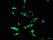 Immunofluorescent analysis of Hela cells using CSB-PA04949A0Rb at dilution of 1:100 and Alexa Fluor 488-congugated AffiniPure Goat Anti-Rabbit IgG(H+L)