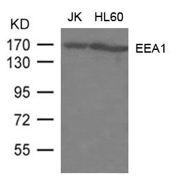 Western blot analysis of extract from JK, HL-60 cells using EEA1 Antibody