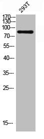 Western blot analysis of 293T lysis using COP1 antibody.