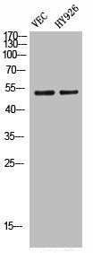 Western Blot analysis of VEC HY926 cells using Phospho-SGK1 (S422) Polyclonal Antibody