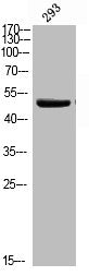 Western blot analysis of 293 using p-SGK1 (S78) antibody.