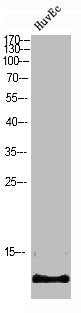 Western Blot analysis of HuvEc cells using S-100A7L2 Polyclonal Antibody
