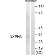 Western blot analysis of extracts from HT-29 cells, using NXPH3 antibody.