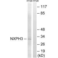 Western blot analysis of extracts from HT-29 cells, using NXPH3 antibody.