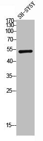Western Blot analysis of SH-SY5Y cells using Glut3 Polyclonal Antibody