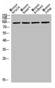Western Blot analysis of MOUSE-BRAIN MOUSE-HEART MOUSE-LUNG MOUSE-KIDNEY cells using PEPT1 Polyclonal Antibody