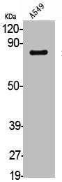 Western Blot analysis of A549 cells using Sp1 Polyclonal Antibody