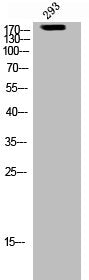 Western Blot analysis of 293 cells using BRCA1 Polyclonal Antibody
