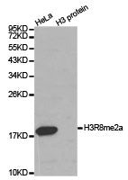 Western blot analysis of extracts of HeLa cell line and H3 protein expressed in E.coli., using H3R8me2a antibody.