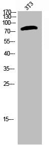 Western Blot analysis of 3T3 cells using Phospho-Raf-B (S602) Polyclonal Antibody