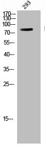 Western Blot analysis of 293 cells using Raf-B Polyclonal Antibody