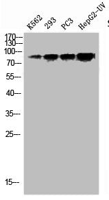 Western Blot analysis of K562 293 PC-3 HepG2-UV cells using Phospho-Stat1 (S727) Polyclonal Antibody
