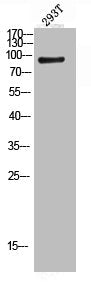 Western blot analysis of 293T lysis using Stat5 antibody.