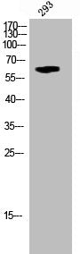 Western Blot analysis of 293 cells using Phospho-Krs-1/2 (T183) Polyclonal Antibody