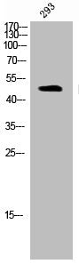 Western Blot analysis of 293 cells using Phospho-ARK-1 (T288) Polyclonal Antibody