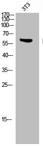 Western Blot analysis of 3T3 cells using Phospho-LKB1 (T189) Polyclonal Antibody