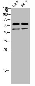 Western blot analysis of colo 293T lysis using LKB1 antibody.