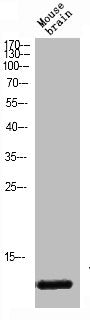Western Blot analysis of mouse-brain cells using VAMP-1/2/3 Polyclonal Antibody
