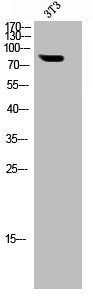 Western Blot analysis of NIH-3T3 cells using Synapsin I Polyclonal Antibody