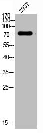 Western Blot analysis of 293T cells using Phospho-Tak1 (T187) Polyclonal Antibody