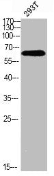 Western blot analysis of 293T using p-Tak1 (S439) antibody.