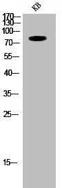Western Blot analysis of KB cells using TBX3 Polyclonal Antibody