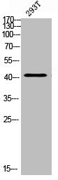 Western blot analysis of 293T lysis using VPS72 antibody.