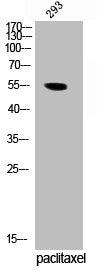 Western Blot analysis of 293 cells using Phospho-TRF1 (S219) Polyclonal Antibody