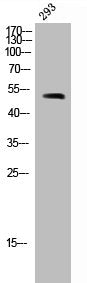 Western Blot analysis of 293 cells using TRF1 Polyclonal Antibody