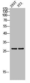 Western blot analysis of 293T 3T3 lysis using mtTFA antibody.