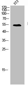 Western Blot analysis of NIH-3T3 cells using Hic-5 Polyclonal Antibody