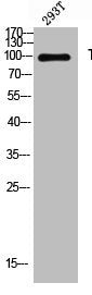 Western blot analysis of 293T lysis using Thrombospondin 4 antibody.