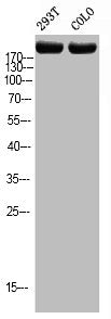 Western blot analysis of 293T COLO using p-Topo IIα (T1343) antibody.