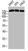 Western blot analysis of 293T 3T3 COLO using p-Topo IIα (S1525) antibody.